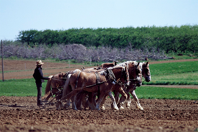 Amish Farmer